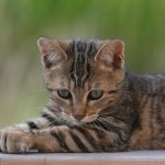 How Big Is A 5 Pound 4 Month Old Cat?