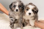 Finding a Puppy Near You: What to Know Before Bringing Home a New Dog 7 pexels photo 33605626
