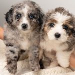 Finding a Puppy Near You: What to Know Before Bringing Home a New Dog 3 pexels photo 33605626