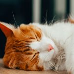 Why Do Cats Sleep So Much? The Science Behind Your Cat’s Long Rest Periods