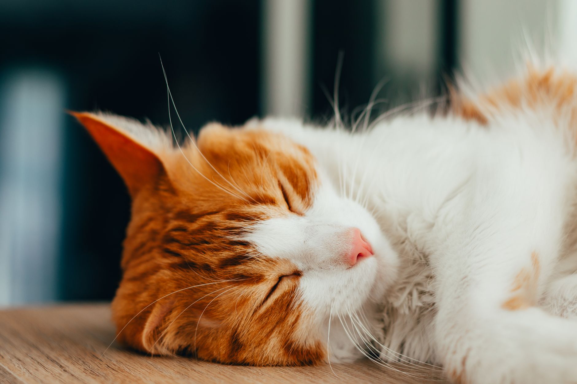 Why Do Cats Sleep So Much? The Science Behind Your Cat’s Long Rest Periods