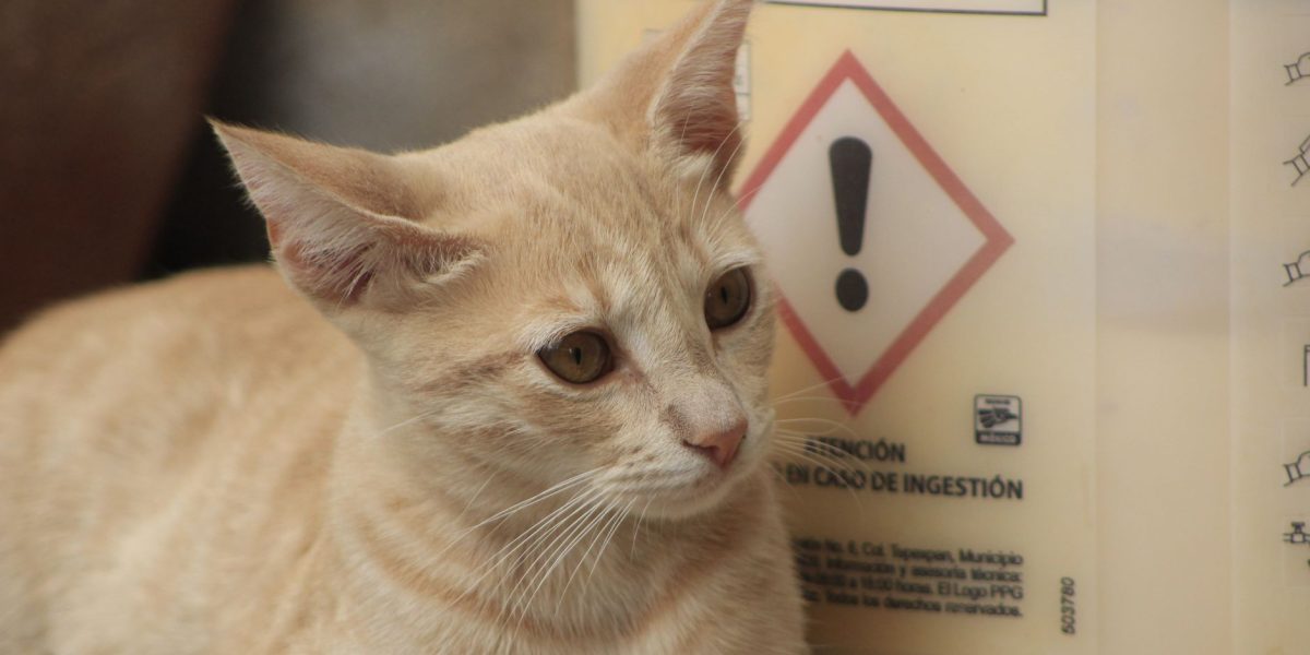 Cat Mange Explained: How Cats Catch It, Warning Signs and Treatment Options 2 Cat Mange Explained: How Cats Catch It, Warning Signs and Treatment Options