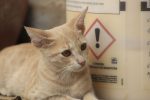 Cat Mange Explained: How Cats Catch It, Warning Signs and Treatment Options 8 Cat Mange Explained: How Cats Catch It, Warning Signs and Treatment Options