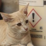 Cat Mange Explained: How Cats Catch It, Warning Signs and Treatment Options 3 Cat Mange Explained: How Cats Catch It, Warning Signs and Treatment Options