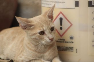 Cat Mange Explained: How Cats Catch It, Warning Signs and Treatment Options 5 Cat Mange Explained: How Cats Catch It, Warning Signs and Treatment Options