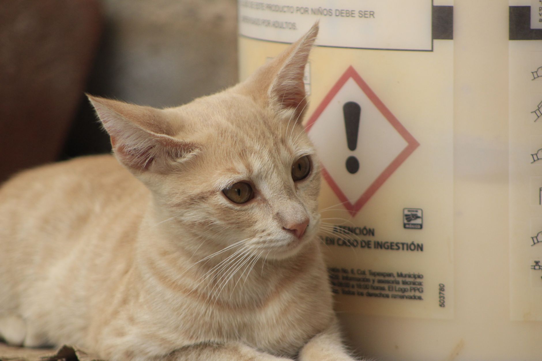 Cat Mange Explained: How Cats Catch It, Warning Signs and Treatment Options 1 Cat Mange Explained: How Cats Catch It, Warning Signs and Treatment Options