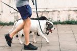 How to Choose a Dog Breed That Matches Your Personality and Daily Routine