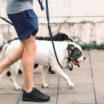 How to Choose a Dog Breed That Matches Your Personality and Daily Routine 3 How to Choose a Dog Breed That Matches Your Personality and Daily Routine
