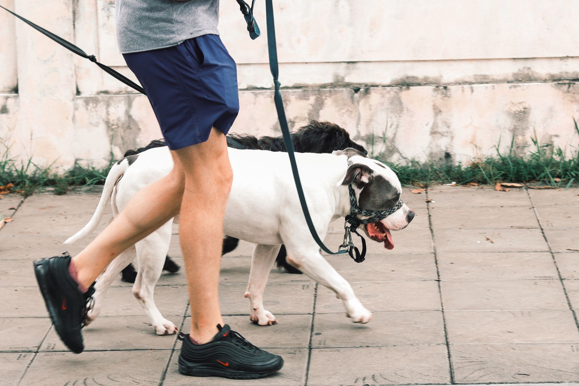 How to Choose a Dog Breed That Matches Your Personality and Daily Routine