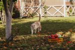 Why Are Cats Frightened Of Cucumbers? 7 Why Are Cats Frightened Of Cucumbers?