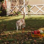 Why Are Cats Frightened Of Cucumbers?