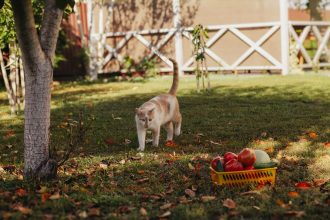 Why Are Cats Frightened Of Cucumbers? 4 Why Are Cats Frightened Of Cucumbers?