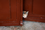 How to Stop Cats From Knocking on Doors: Understanding the Behavior and Practical Solutions 7 How to Stop Cats From Knocking on Doors: Understanding the Behavior and Practical Solutions