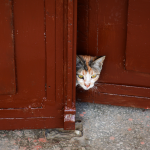 How to Stop Cats From Knocking on Doors: Understanding the Behavior and Practical Solutions