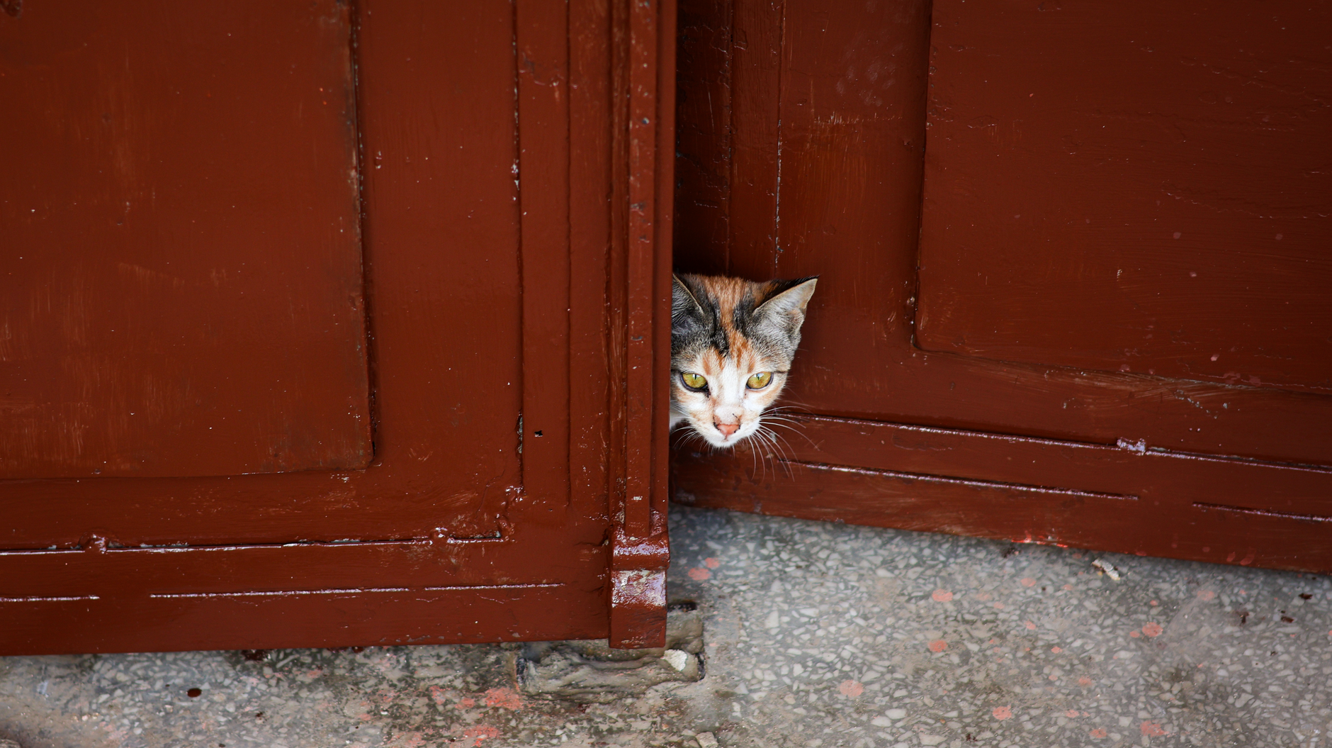 How to Stop Cats From Knocking on Doors: Understanding the Behavior and Practical Solutions 1 How to Stop Cats From Knocking on Doors: Understanding the Behavior and Practical Solutions