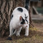 When Do Cats Start Spraying? Understanding the Causes and How to Manage It