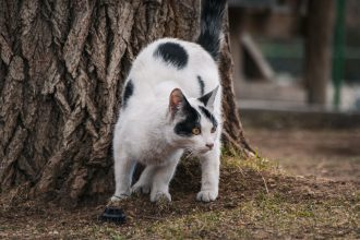When Do Cats Start Spraying? Understanding the Causes and How to Manage It 4 When Do Cats Start Spraying? Understanding the Causes and How to Manage It