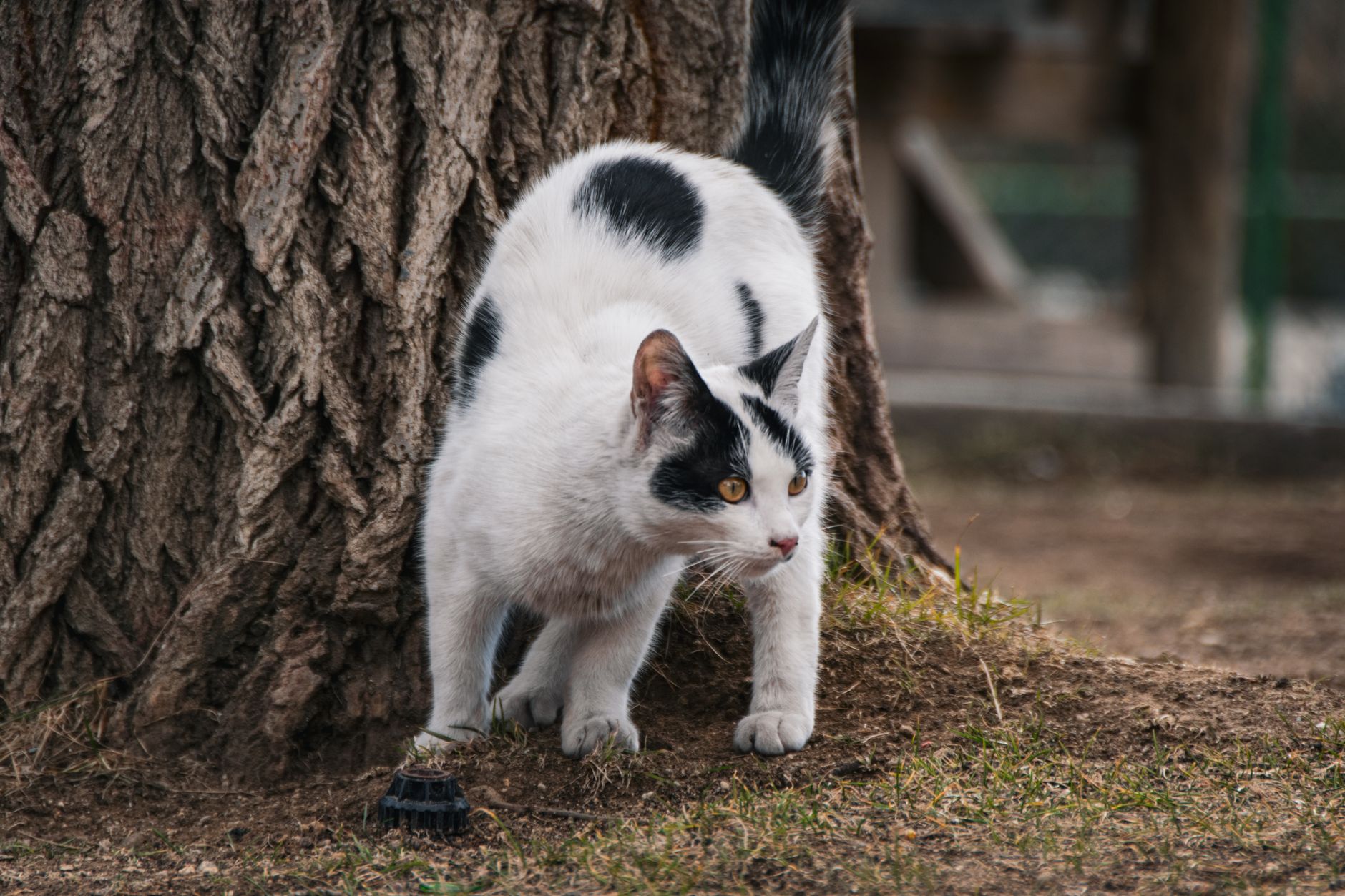 When Do Cats Start Spraying? Understanding the Causes and How to Manage It