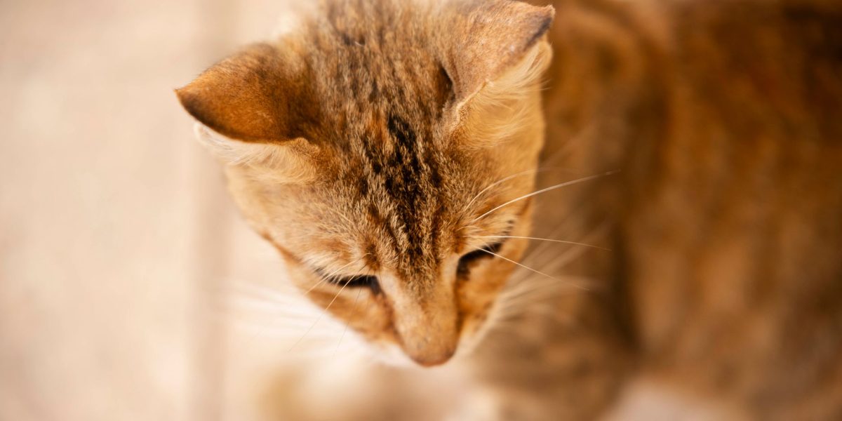 Why Are Your Cat’s Ears Warm? Understanding Normal Temperature Changes and Warning Signs 2 Why Are Your Cat’s Ears Warm? Understanding Normal Temperature Changes and Warning Signs