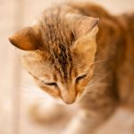 Why Are Your Cat’s Ears Warm? Understanding Normal Temperature Changes and Warning Signs