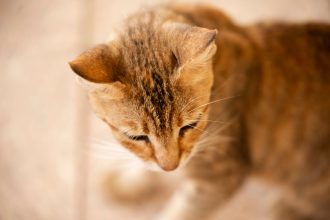 Why Are Your Cat’s Ears Warm? Understanding Normal Temperature Changes and Warning Signs