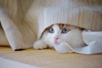 Why Do Cats Suck On Blankets? 7 pexels photo 34548171