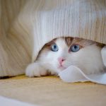 Why Do Cats Suck On Blankets? 3 pexels photo 34548171