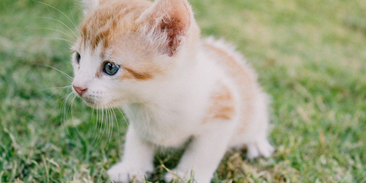 When Do Cats Fur Grow The Most? 2 When Do Cats Fur Grow The Most?