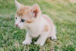 When Do Cats Fur Grow The Most? 15 When Do Cats Fur Grow The Most?