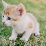 When Does A Cat Stop Growing?