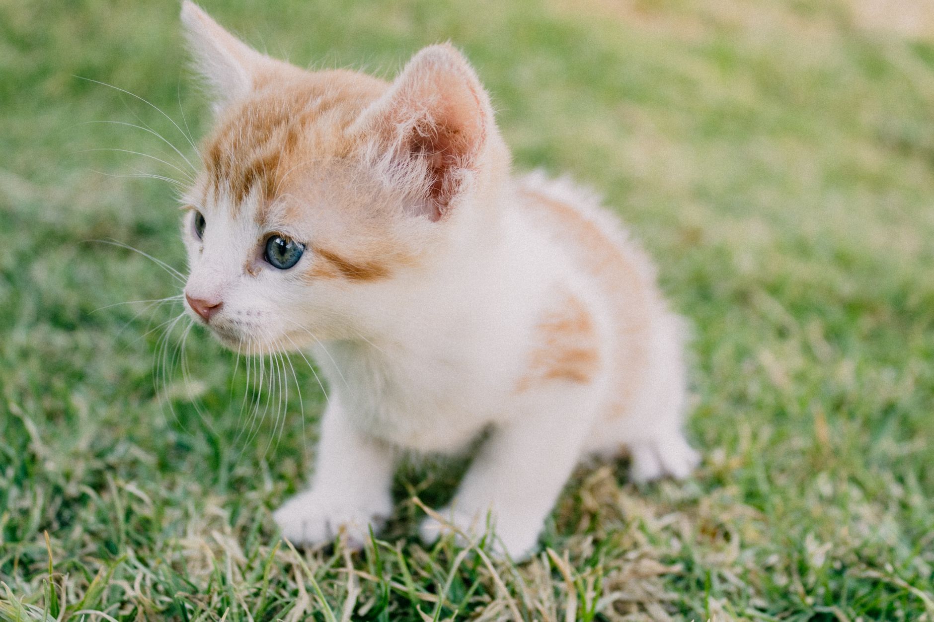 When Does A Cat Stop Growing? 1 When Does A Cat Stop Growing?