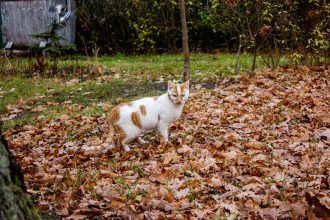 Why Is My Cat Pooping Outside The Litter Tray? 4 Why Is My Cat Pooping Outside The Litter Tray?