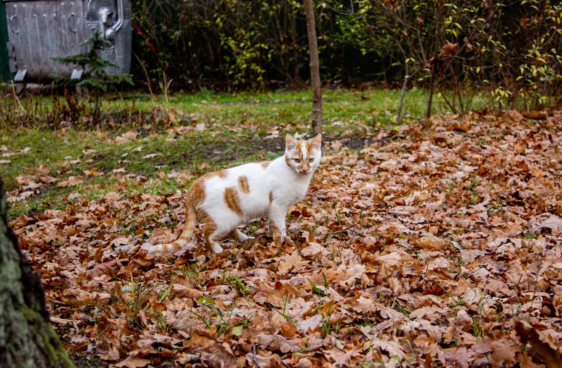 Why Is My Cat Pooping Outside The Litter Tray?