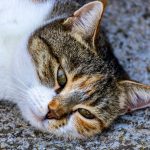 When To Euthanize A Cat With Seizures? 2 When To Euthanize A Cat With Seizures?