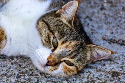 When To Euthanize A Cat With Seizures? 8 When To Euthanize A Cat With Seizures?
