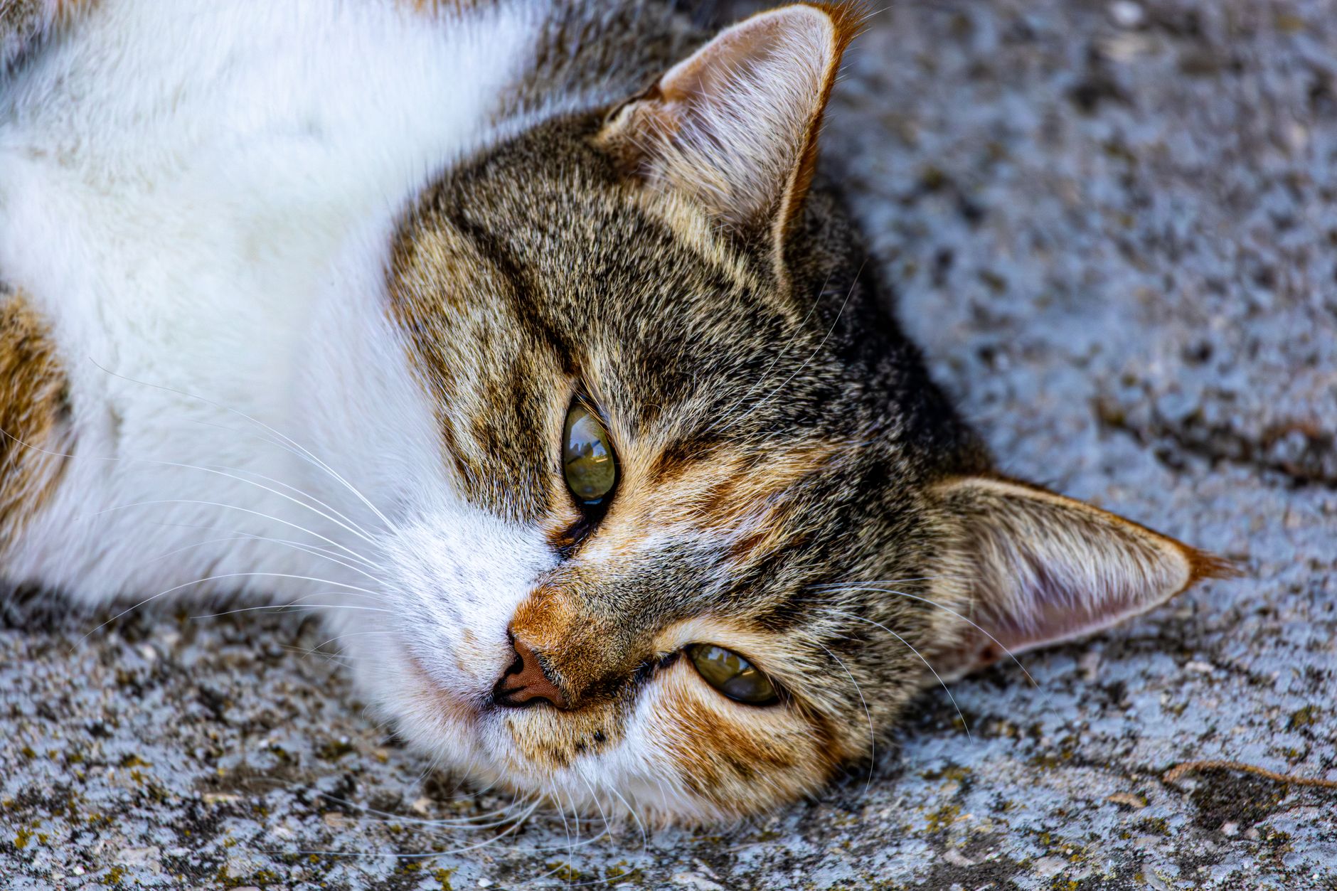 When To Euthanize A Cat With Seizures?