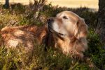 How to Recognize When Your Dog May Be Experiencing Pain 7 How to Recognize When Your Dog May Be Experiencing Pain