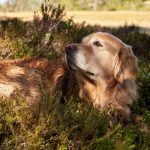 How to Recognize When Your Dog May Be Experiencing Pain 3 How to Recognize When Your Dog May Be Experiencing Pain