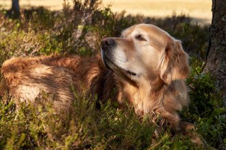 How to Recognize When Your Dog May Be Experiencing Pain 4 How to Recognize When Your Dog May Be Experiencing Pain