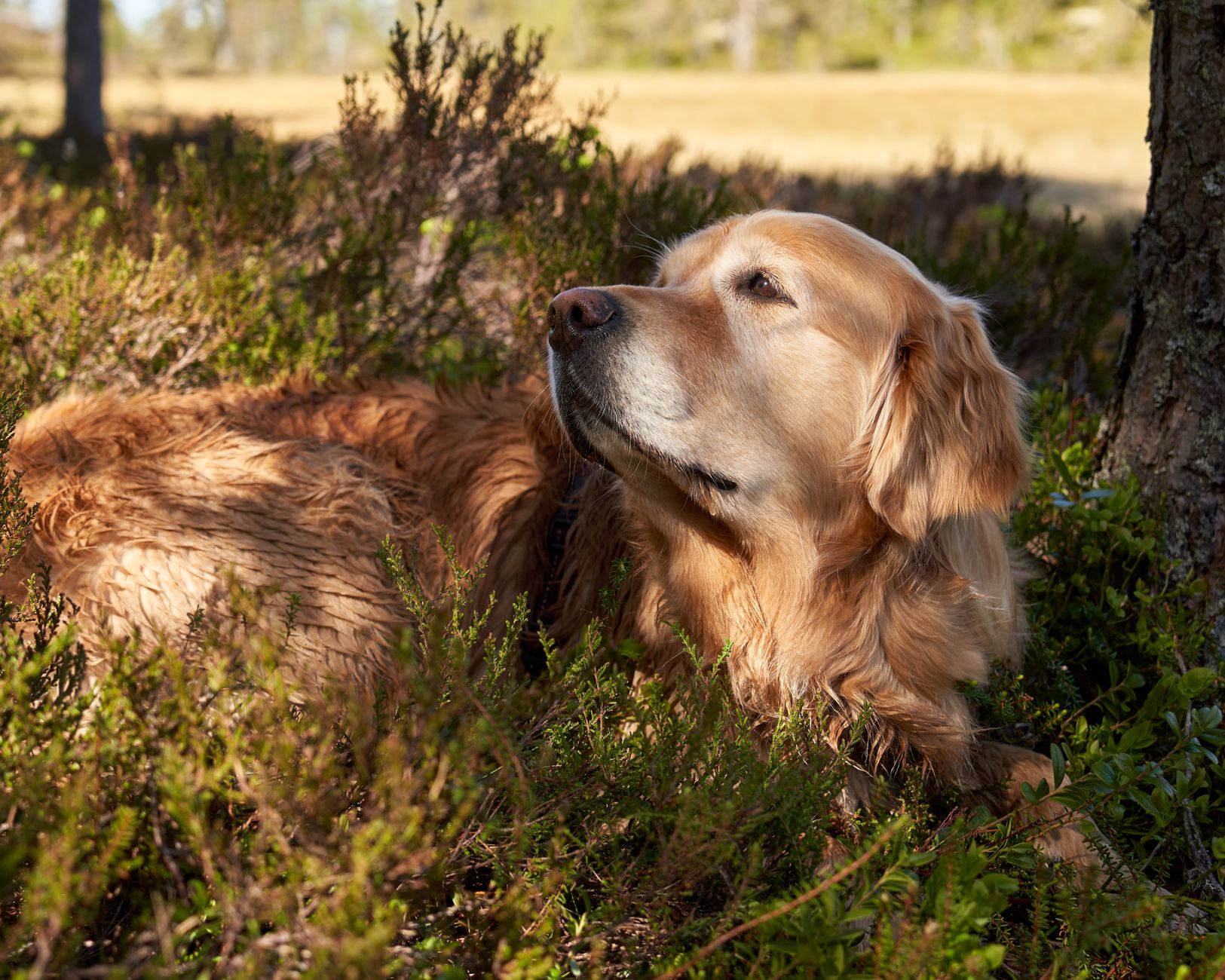 How to Recognize When Your Dog May Be Experiencing Pain 1 How to Recognize When Your Dog May Be Experiencing Pain
