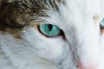 Why Are My Cats Eyes Watering?