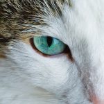 Why Are My Cats Eyes Watering? 3 Why Are My Cats Eyes Watering?