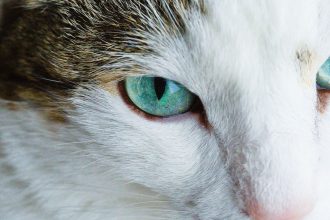Why Are My Cats Eyes Watering?