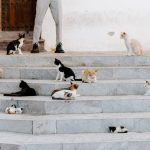 How to Introduce Cats Successfully: A Step-by-Step Guide for Helping Cats Adjust 3 How to Introduce Cats Successfully: A Step-by-Step Guide for Helping Cats Adjust