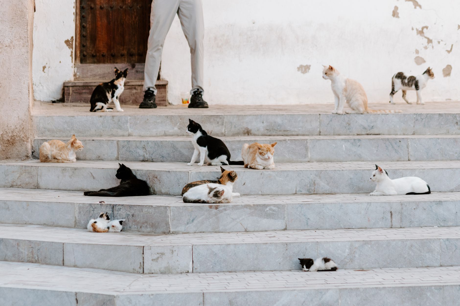 How to Introduce Cats Successfully: A Step-by-Step Guide for Helping Cats Adjust 1 How to Introduce Cats Successfully: A Step-by-Step Guide for Helping Cats Adjust