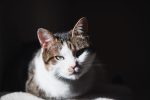 International Cat Day: Date, History, and Ways to Celebrate Our Feline Companions 8 International Cat Day: Date, History, and Ways to Celebrate Our Feline Companions