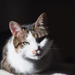 International Cat Day: Date, History, and Ways to Celebrate Our Feline Companions 3 International Cat Day: Date, History, and Ways to Celebrate Our Feline Companions