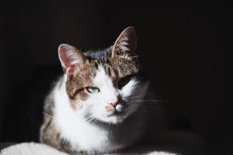 International Cat Day: Date, History, and Ways to Celebrate Our Feline Companions 5 International Cat Day: Date, History, and Ways to Celebrate Our Feline Companions
