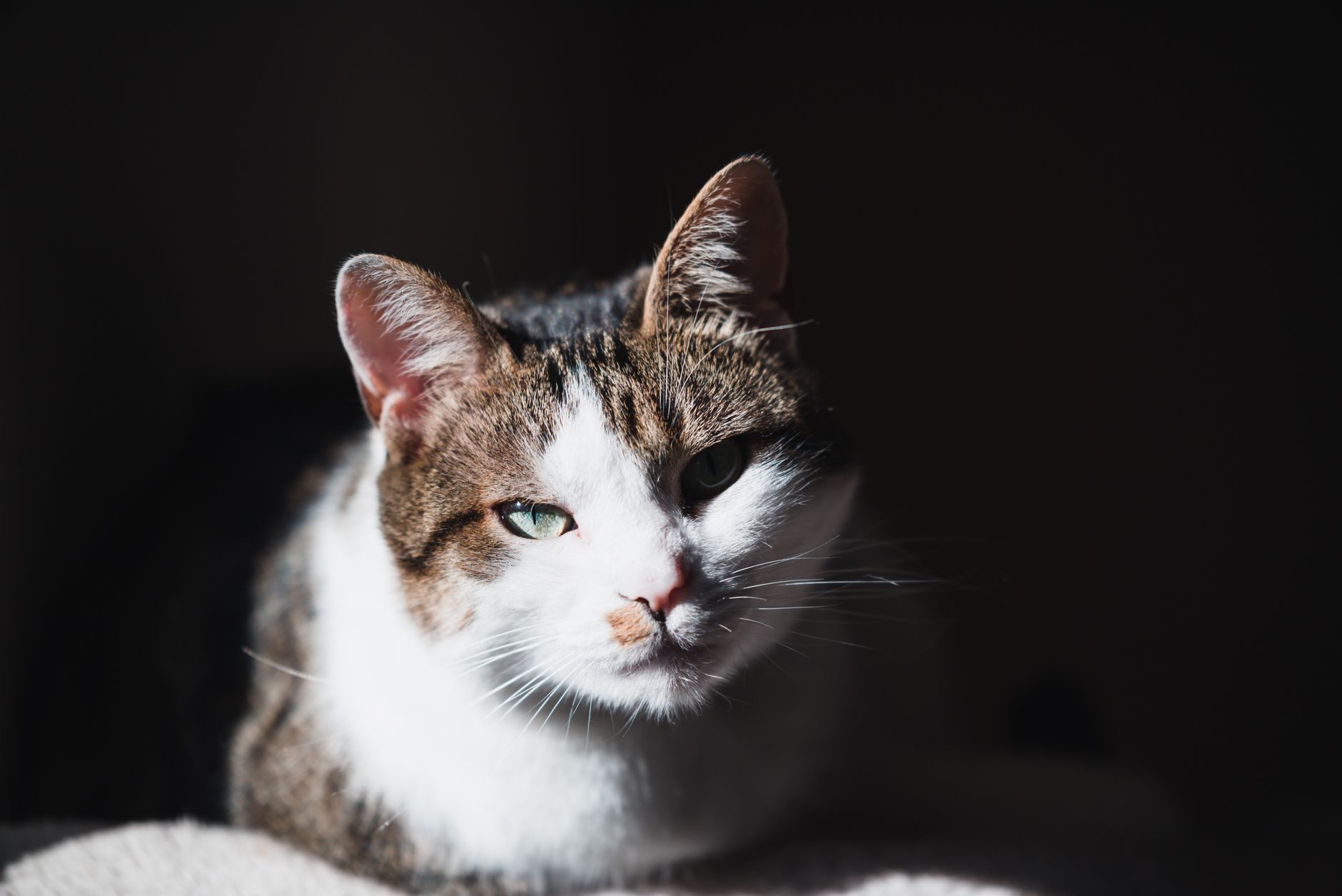 International Cat Day: Date, History, and Ways to Celebrate Our Feline Companions