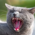 How Many Jaws Does A Cat Have? 3 How Many Jaws Does A Cat Have?